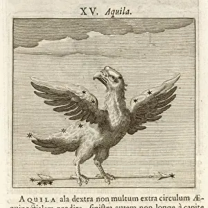 Aquila: AQUILA 1681