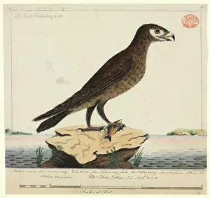 Wedge: Aquila audax, wedge-tailed eagle