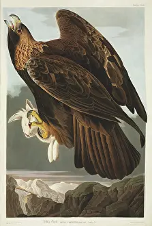 Aquila: Aquila chrysaetos, golden eagle