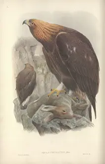 Aquila: Aquila chrysaetos, golden eagle