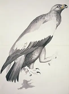 Accipitridae: Aquila chrysaetos, golden eagle