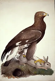 Accipitridae: Aquila chrysaetos, golden eagle