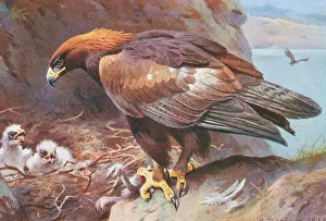 Locomotion: Aquila chrysaetus, golden eagle