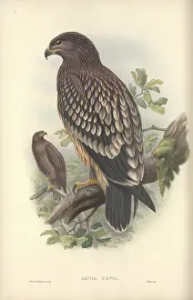 Aquila: Aquila clanga, greater spotted eagle
