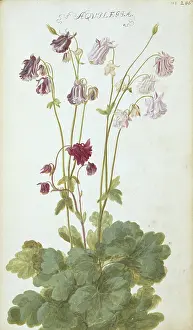 Columbine: Aquilegia