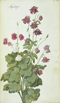Columbine: Aquilegia