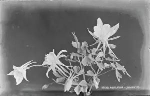 Delicate: Aquilegia Flowers