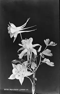 Aquilegia Flowers