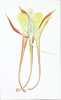 Columbine: Aquilegia sp. columbine