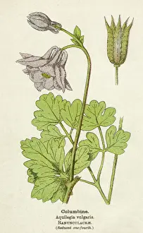 Columbine: AQUILEGIA VULGARIS