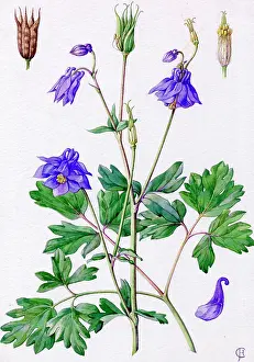 Columbine: Aquilegia vulgaris