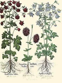 Aquilegia: Aquilegia vulgaris