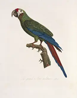Vaillant: Ara ambiguus, great green macaw