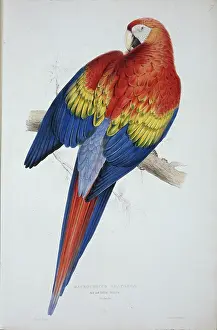 Macaw: Ara macao, scarlet macaw