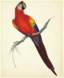 Macaw: Ara macao, scarlet macaw