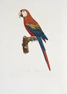 Vaillant: Ara macao, scarlet macaw