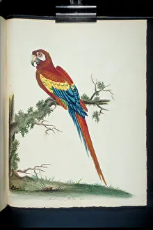 Psittaciformes: Ara macao, scarlet maccaw