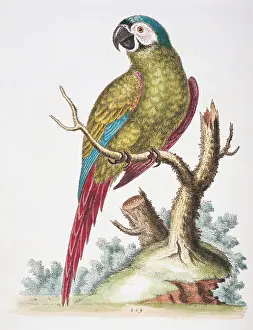 Fronted: Ara severus, chestnut-fronted maccaw