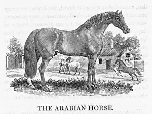 Scarcely: ARAB HORSE BEWICK