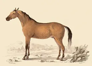 Equines: Arab Horse (Equus caballus)