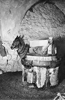 Extracting: Arab oil mill and donkey, Jerusalem
