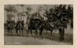 Palanquin: Arab wedding with camels, Egypt