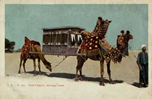 Palanquin: Arab wedding at Port Said, Egypt