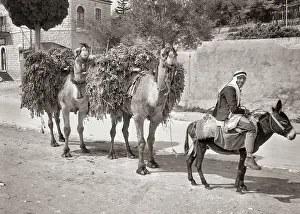 Rge001: Arab Worker on Donkey Leading Two Camels Carrying