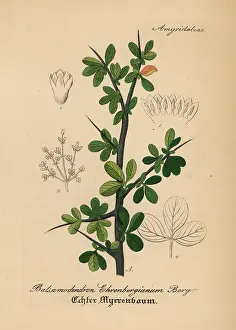 Myrrh: Arabian balsam tree, Commiphora gileadensis