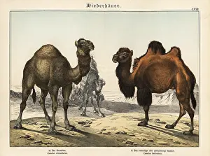 Gotthilf: Arabian camel and critically endangered Bactrian camel