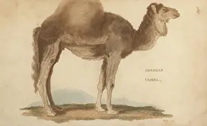 G. Kearsley: Arabian camel or dromedary, Camelus dromedarius