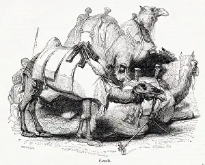 Saddles: Arabian camels
