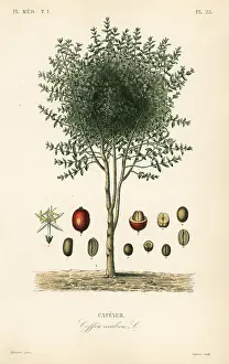 Maubert: Arabian coffee tree, Coffea arabica