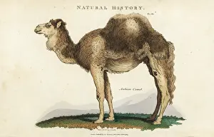 Pantologia: Arabian, dromedary or one-humped camel, Camelus dromedarius