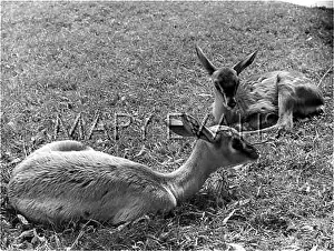 Gazelles: ARABIAN GAZELLE & FOAL