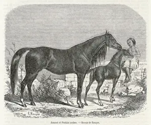 Strokes: ARABIAN HORSE 1861