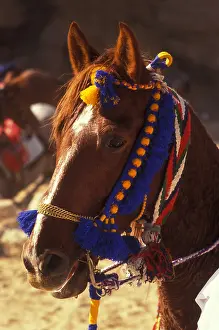 Petra: Arabian horse