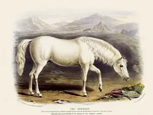 Hoof: Arabian Horse