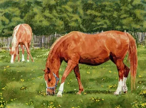 Buttercup: Arabian Horses Grazing