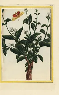 Jasminum: Arabian jasmine, Jasminum sambac
