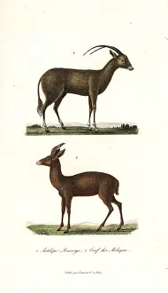 Oryx: Arabian oryx and Javan rusa deer