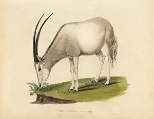 Smellie: Arabian oryx or white oryx, Oryx leucoryx. Vulnerable