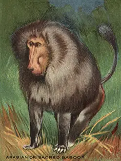 Apes: Arabian or Sacred Baboon
