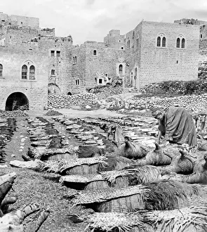 Historically: Arabian tanner, 1927