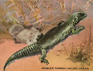 Reptilia: Arabian Thorny-Tailed Lizard