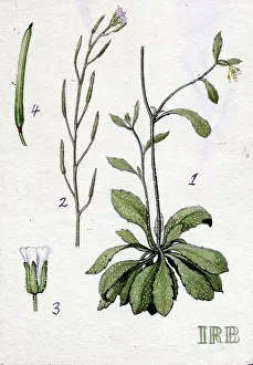 Thale: Arabidopsis thaliana