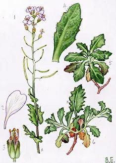 Alpina: Arabis alpina
