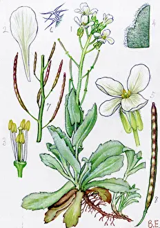 Cress: Arabis caucasica