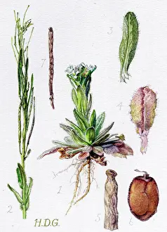 Garside: Arabis ciliata