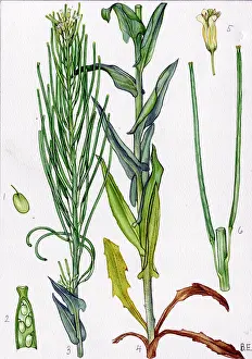 Glabra: Arabis glabra
